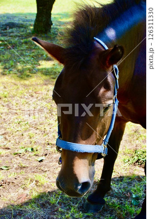草を喰む馬（久知八幡宮／新潟県佐渡市下久知） 126311330