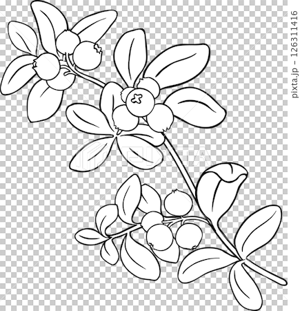 Lingonberry Branch with Berries and Leaves Outline Illustration. Organic natural nutritional healthy food ingredient, vegetarian diet product. 126311416