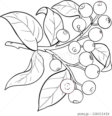 Sandalwood Branch with Berries and Leaves Outline Illustration. 126311419