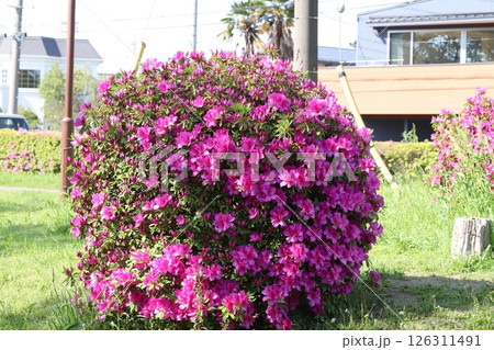 春の公園に咲く丸く剪定されたピンク色のツツジの花 126311491