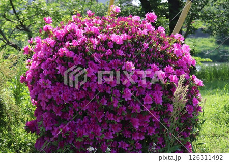 春の公園に咲く丸く剪定されたピンク色のツツジの花 126311492