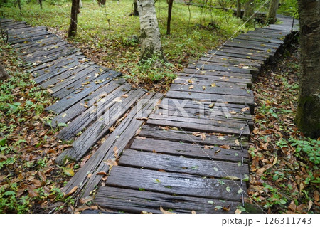 枕木の小道 126311743
