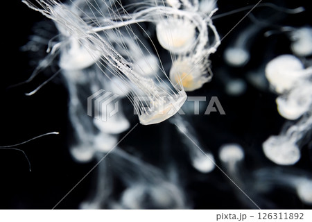 Silky tentacles of the Chrysaora pacifica jellyfish flow like liquid silk as it drifts peacefully in the deep blue aquarium waters. 126311892