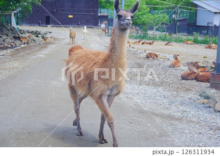 那須サファリパークのラマ 那須サファリパークのラマ 126311934