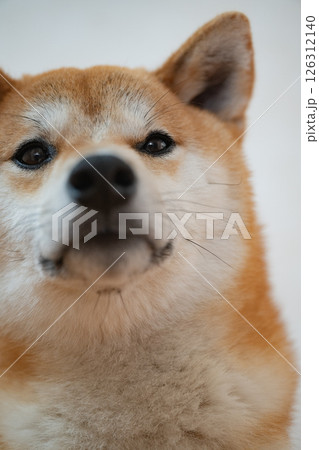 柴犬 柴犬 126312140