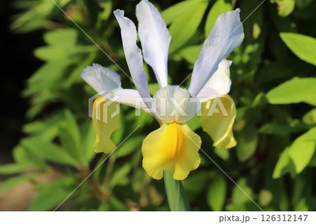 春の庭に咲く黄色と白のアヤメの花 126312147