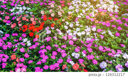 vivid colorful Impatiens walleriana blooming flowers on flower bed in garden in summer. Beautiful floral background 126312217