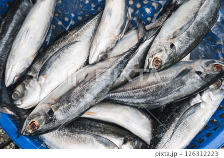 catch of fresh fish. Chilled mackerel on the counter at the seafood market catch of fresh fish. Chilled mackerel on the counter at the seafood market 126312223