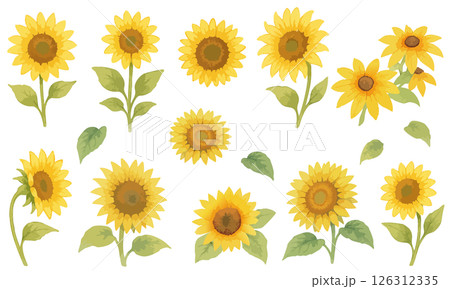 水彩風ひまわりのイラスト素材セット｜夏・季節の花・装飾に使える手描き風デザイン 126312335