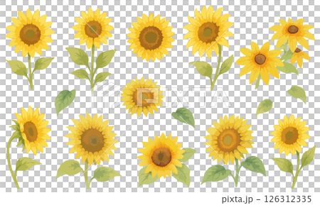 水彩風ひまわりのイラスト素材セット｜夏・季節の花・装飾に使える手描き風デザイン 126312335