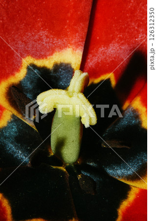 チューリップのめしべを接写したマクロ写真 春の花素材 チューリップのめしべを接写したマクロ写真 春の花素材 126312350