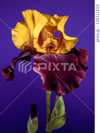 Elegant Bicolor Iris Bloom on a Vibrant Purple Backdrop 126312658