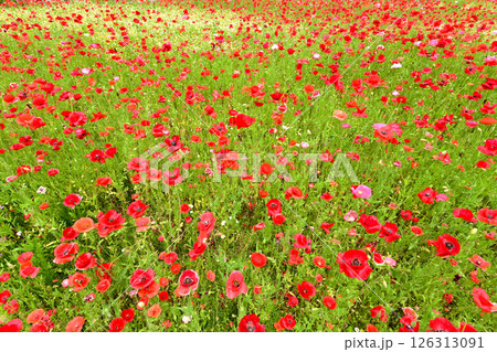 赤色の花が一面に広がる満開のポピー畑 126313091