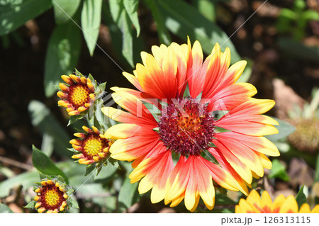 ガイラルディア 126313115