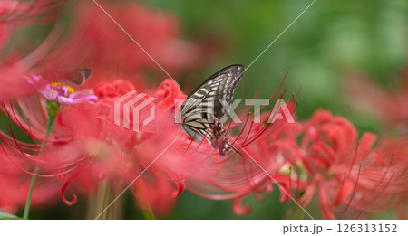 彼岸花にとまるアゲハチョウ 彼岸花にとまるアゲハチョウ 126313152