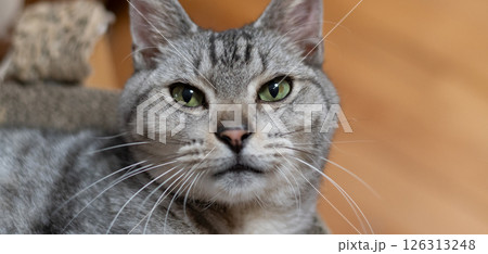 見つめる猫 サバトラ猫 見つめる猫 サバトラ猫 126313248