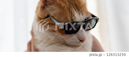 サングラスをかけた可愛い猫 茶トラ白 サングラスをかけた可愛い猫 茶トラ白 126313250