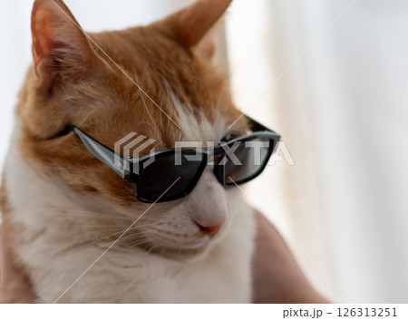 サングラスをかけた可愛い猫　茶トラ白 126313251