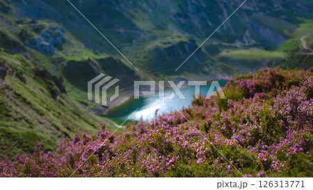 Vibrant purple heather flowers blooming on a mountain slope, with a blurred scenic view of a turquoise alpine lake and green peaks in the background Vibrant purple heather flowers blooming on a mountain slope, with a blurred scenic view of a turquoise alpine lake and green peaks in the background 126313771