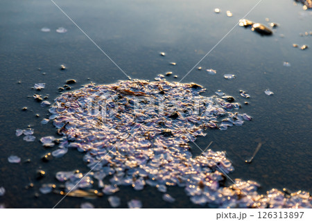 静岡県掛川市幡鎌　天竜浜名湖鉄道と沿線の風景 126313897