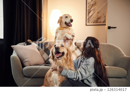 Friendly animals. Woman is with two golden retriever dogs at home Friendly animals. Woman is with two golden retriever dogs at home 126314017