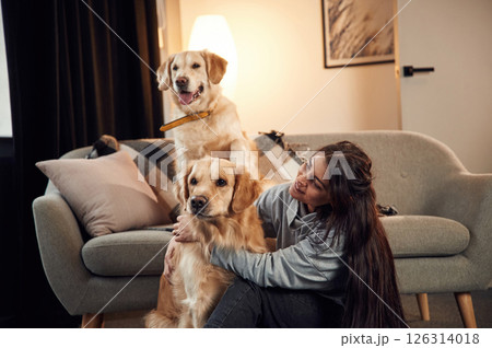 Friendly animals. Woman is with two golden retriever dogs at home Friendly animals. Woman is with two golden retriever dogs at home 126314018