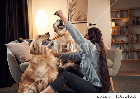 Giving treats. Woman is with two golden retriever dogs at home 126314019