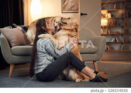 Embracing and having fun. Woman is with two golden retriever dogs at home Embracing and having fun. Woman is with two golden retriever dogs at home 126314030