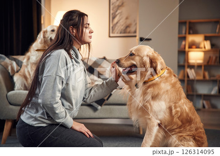 Animal is giving paw. Woman is with two golden retriever dogs at home 126314095