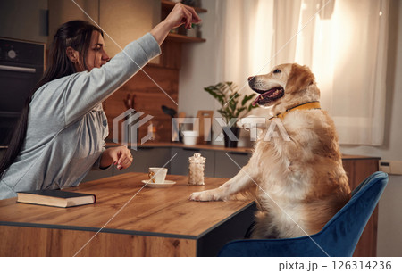 Doing tricks while sitting by the table. Woman is with golden retriever dog at home 126314236