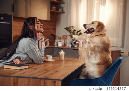 Doing tricks while sitting by the table. Woman is with golden retriever dog at home 126314237