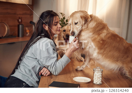 Woman is with two golden retriever dogs at home Woman is with two golden retriever dogs at home 126314240