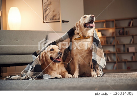 Under the blanket. Two golden retrievers is together at domestic room indoors Under the blanket. Two golden retrievers is together at domestic room indoors 126314309