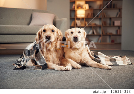 Portrait of two golden retrievers that are together at domestic room indoors 126314318