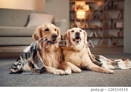 Portrait of two golden retrievers that are together at domestic room indoors Portrait of two golden retrievers that are together at domestic room indoors 126314319