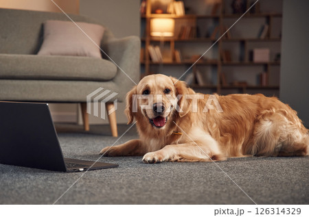 Lying down on the ground with laptop. Golden retriever is at domestic room indoors 126314329