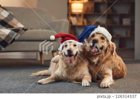 Conception of New Year. In Santa hats. Two golden retrievers is together at domestic room indoors 126314337
