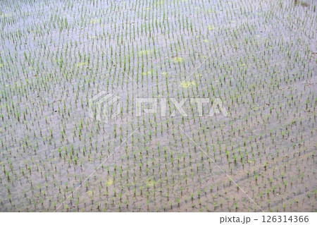 水田の風景 126314366