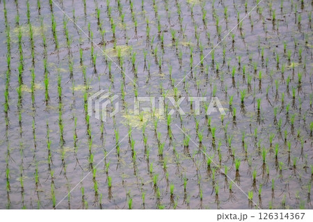 水田の風景 126314367