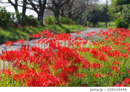 北神山花街道 安濃川沿いの彼岸花(三重県津市芸濃町) 北神山花街道 安濃川沿いの彼岸花(三重県津市芸濃町) 126314446