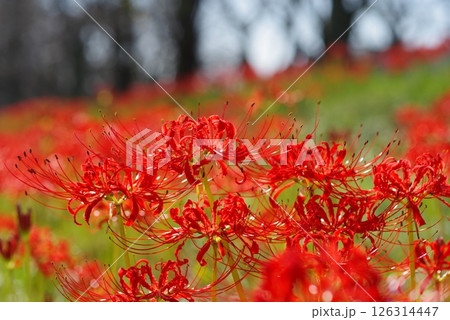 北神山安濃川沿いの彼岸花（三重県津市芸濃町） 126314447
