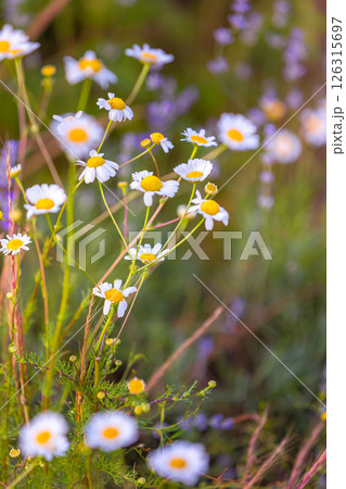 Blooming Wild Flower Chamomile At Sunset in summer Blooming Wild Flower Chamomile At Sunset in summer 126315697