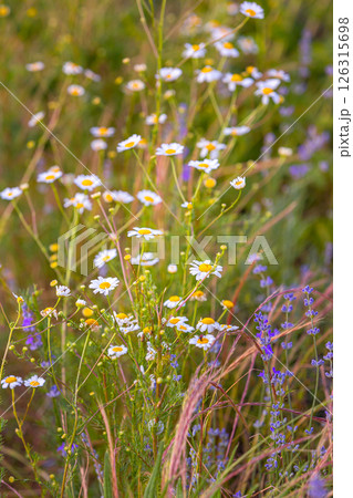 Blooming Wild Flower Chamomile At Sunset in summer Blooming Wild Flower Chamomile At Sunset in summer 126315698