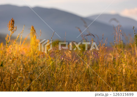 Sunset grass wheat field summer background 126315699