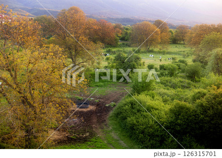 Beautiful spring landscape at sunset with cows Beautiful spring landscape at sunset with cows 126315701