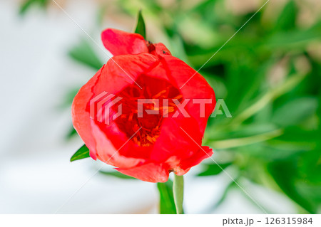 Vibrant red peony flower captured in full bloom, displaying intricate petals and a vivid center. The image focuses on the lush texture and detail of the flower, against a blurred background. 126315984