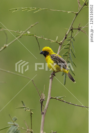The Asian golden weaver (Ploceus hypoxanthus) is a species of bird in the family Ploceidae. The Asian golden weaver (Ploceus hypoxanthus) is a species of bird in the family Ploceidae. 126316002