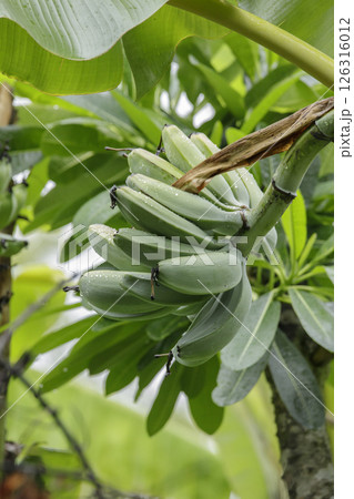 Raw bananas on banana trees in the rainy season Raw bananas on banana trees in the rainy season 126316012