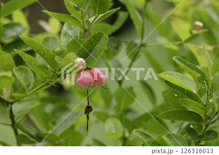 Karonda Fruit in the garden on blurred nature background in the rainy season 126316013
