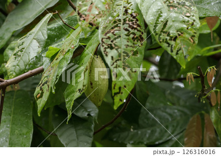 Raw cocoa berries on cocoa trees in the rainy season 126316016